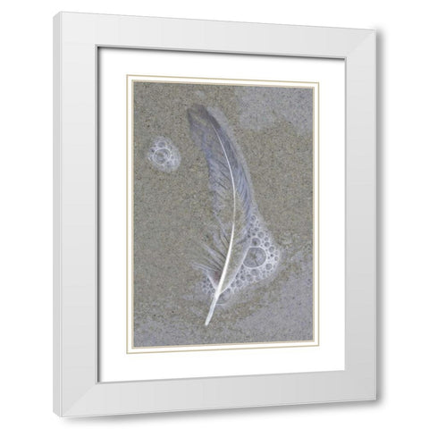 USA, Maine, Pine Point Gull feather on beach White Modern Wood Framed Art Print with Double Matting by Delisle, Gilles