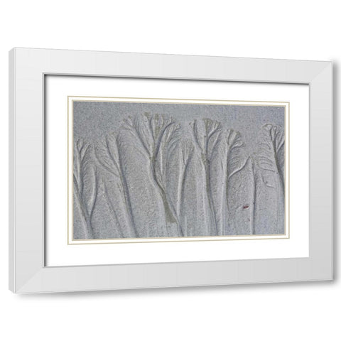 Maine, Pine Point Forest-like sand patterns White Modern Wood Framed Art Print with Double Matting by Delisle, Gilles