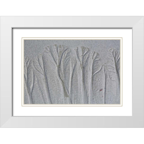 Maine, Pine Point Forest-like sand patterns White Modern Wood Framed Art Print with Double Matting by Delisle, Gilles