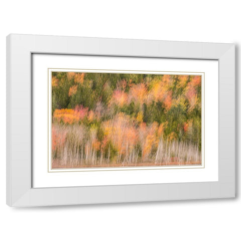 USA-Maine-Acadia National Park Forest abstract White Modern Wood Framed Art Print with Double Matting by Jaynes Gallery