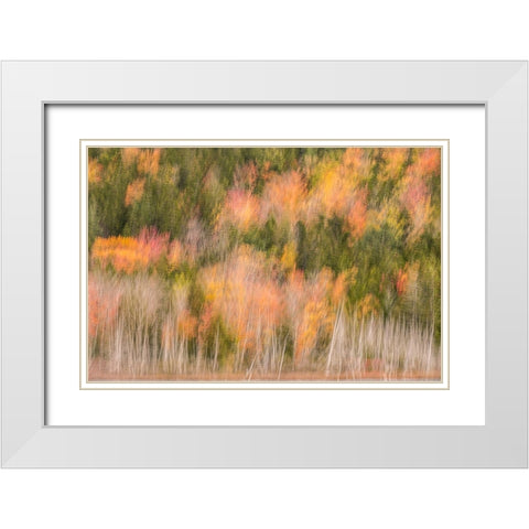 USA-Maine-Acadia National Park Forest abstract White Modern Wood Framed Art Print with Double Matting by Jaynes Gallery