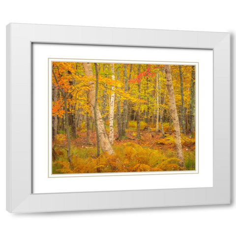 USA-Maine-Acadia National Park Autumn colors in forest White Modern Wood Framed Art Print with Double Matting by Jaynes Gallery