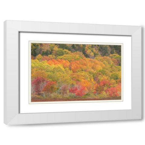 USA-Maine-Acadia National Park Forest landscape in autumn colors White Modern Wood Framed Art Print with Double Matting by Jaynes Gallery