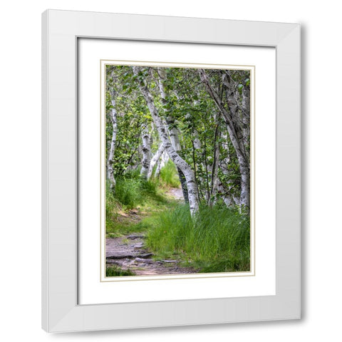 Paper birch trees along pathway in Acadia National Park-Maine-USA White Modern Wood Framed Art Print with Double Matting by Haney, Chuck