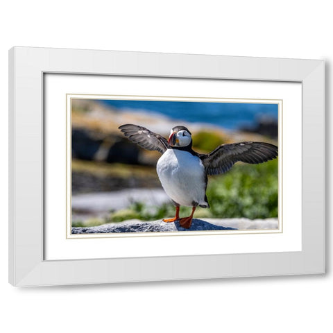 Atlantic Puffins on Machias Seal island-Maine-USA White Modern Wood Framed Art Print with Double Matting by Haney, Chuck