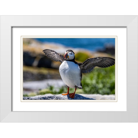 Atlantic Puffins on Machias Seal island-Maine-USA White Modern Wood Framed Art Print with Double Matting by Haney, Chuck