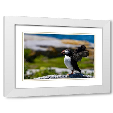 Atlantic Puffins on Machias Seal island-Maine-USA White Modern Wood Framed Art Print with Double Matting by Haney, Chuck