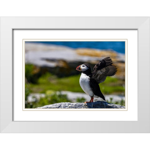 Atlantic Puffins on Machias Seal island-Maine-USA White Modern Wood Framed Art Print with Double Matting by Haney, Chuck