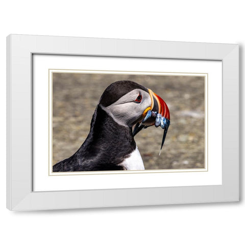 Atlantic Puffin with fish on Machias Seal island-Maine-USA White Modern Wood Framed Art Print with Double Matting by Haney, Chuck