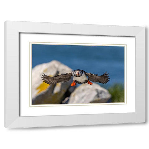 Atlantic Puffins in flight on Machias Seal island-Maine-USA White Modern Wood Framed Art Print with Double Matting by Haney, Chuck