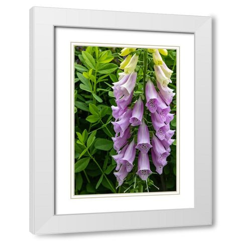 Foxglove in Somesville-Maine-USA White Modern Wood Framed Art Print with Double Matting by Haney, Chuck