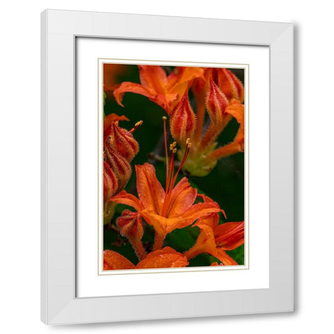 Tangerine Delight Azalea flowers in Northeast Harbor-Maine-USA White Modern Wood Framed Art Print with Double Matting by Haney, Chuck