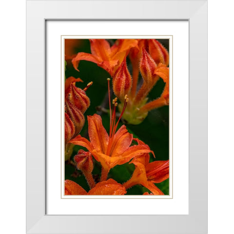 Tangerine Delight Azalea flowers in Northeast Harbor-Maine-USA White Modern Wood Framed Art Print with Double Matting by Haney, Chuck