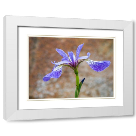 Maine Wild Iris-Schoodic Point-Schoodic Peninsula-Acadia National Park White Modern Wood Framed Art Print with Double Matting by Eggers, Julie