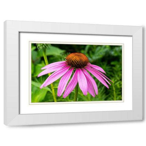 Boothbay Harbor-Maine-USA Coastal Maine Botanical Garden White Modern Wood Framed Art Print with Double Matting by Horton, Janet