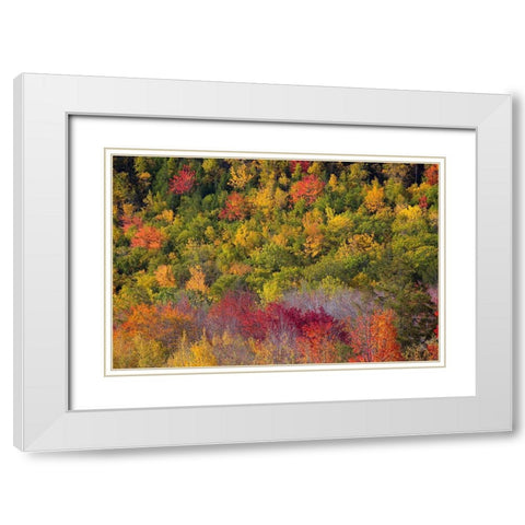 Maine Fall foliage in Acadia National Park White Modern Wood Framed Art Print with Double Matting by Wells, Joanne