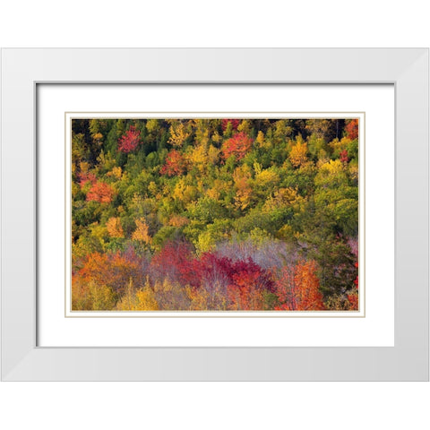 Maine Fall foliage in Acadia National Park White Modern Wood Framed Art Print with Double Matting by Wells, Joanne