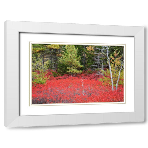 Maine Red blueberry bushes in Acadia National Park White Modern Wood Framed Art Print with Double Matting by Wells, Joanne