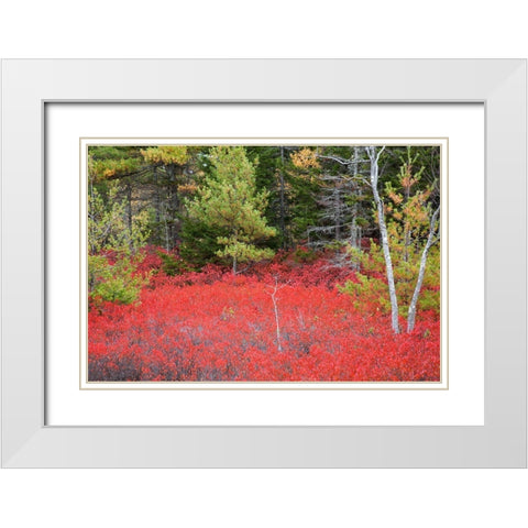 Maine Red blueberry bushes in Acadia National Park White Modern Wood Framed Art Print with Double Matting by Wells, Joanne