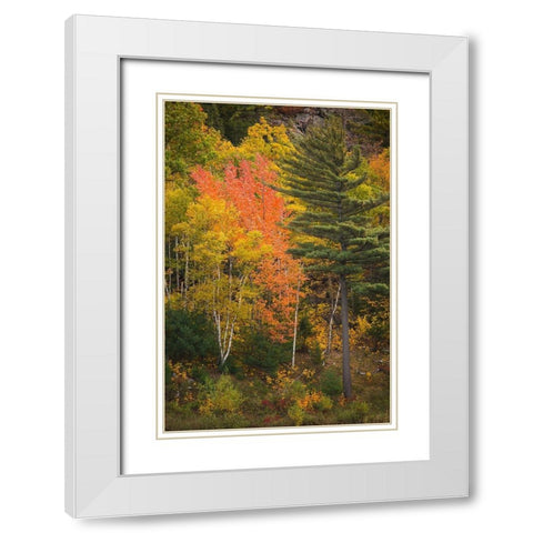 Maine Fall foliage in Acadia National Park White Modern Wood Framed Art Print with Double Matting by Wells, Joanne