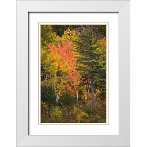 Maine Fall foliage in Acadia National Park White Modern Wood Framed Art Print with Double Matting by Wells, Joanne