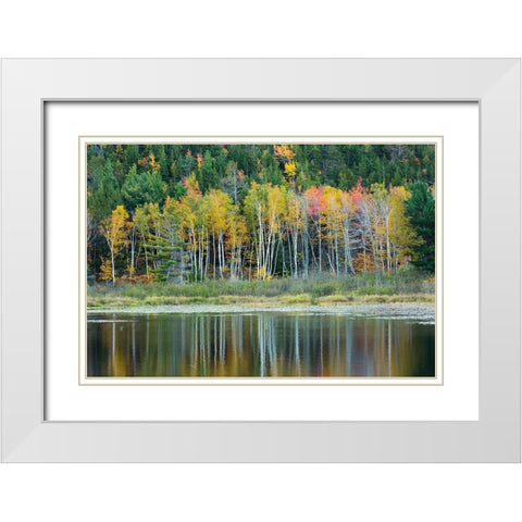 Maine Fall reflections at Beaver Dam Pond in Acadia National Park White Modern Wood Framed Art Print with Double Matting by Wells, Joanne