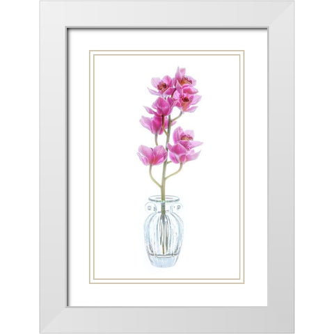Maryland-Bethesda Flowers White Modern Wood Framed Art Print with Double Matting by Looney, Hollice