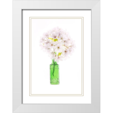 Maryland-Bethesda Green vase with cherry blossoms White Modern Wood Framed Art Print with Double Matting by Looney, Hollice
