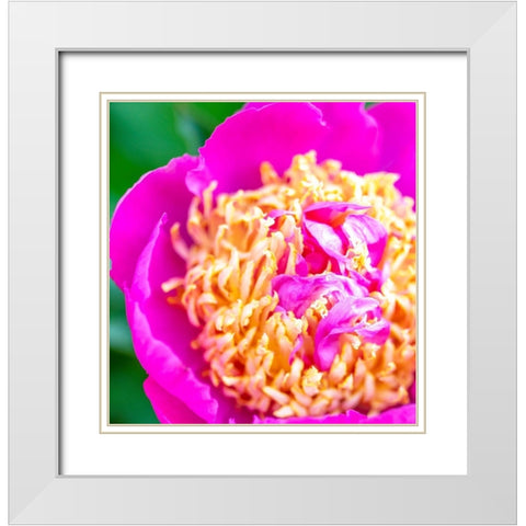 Maryland-Bethesda Springtime flower White Modern Wood Framed Art Print with Double Matting by Looney, Hollice