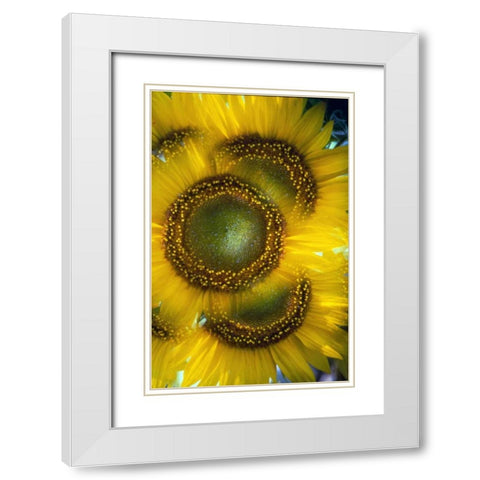 Massachusetts, Abstract of sunflowers White Modern Wood Framed Art Print with Double Matting by Noble Gardner, Nancy