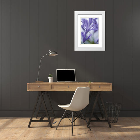 Massachusetts Detail of agapanthus flower White Modern Wood Framed Art Print with Double Matting by Noble Gardner, Nancy