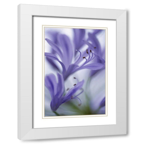 Massachusetts Detail of agapanthus flower White Modern Wood Framed Art Print with Double Matting by Noble Gardner, Nancy