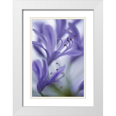 Massachusetts Detail of agapanthus flower White Modern Wood Framed Art Print with Double Matting by Noble Gardner, Nancy