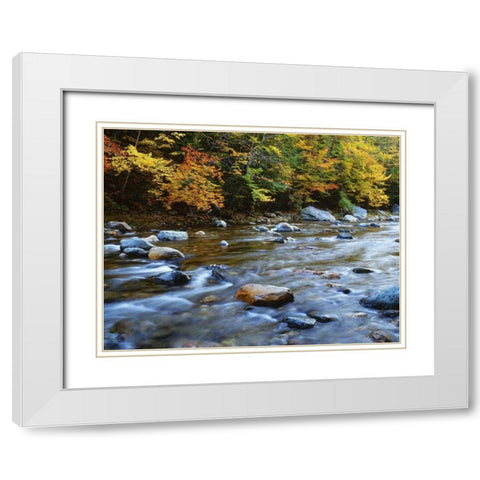 MA, Savoy Forest Autumn beside the Cold River White Modern Wood Framed Art Print with Double Matting by Flaherty, Dennis