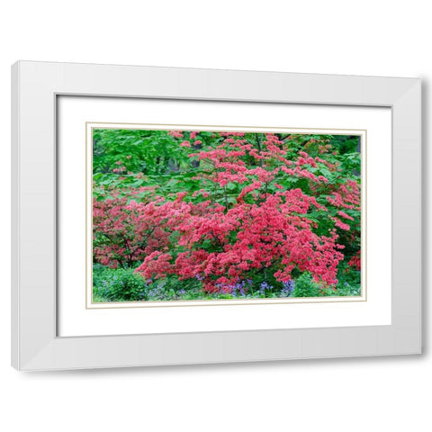 Pink Azalea Bush at Arnold Arboretum heralds springtime White Modern Wood Framed Art Print with Double Matting by Garber, Howie