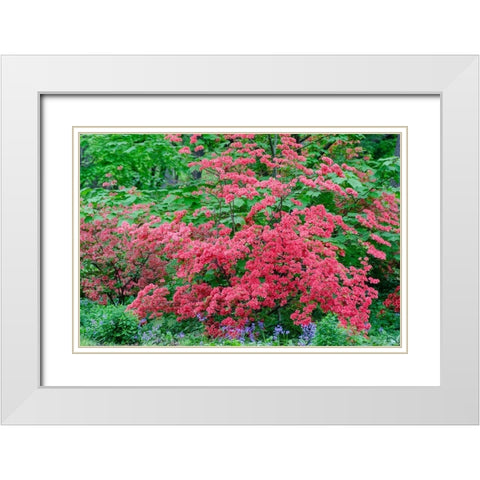 Pink Azalea Bush at Arnold Arboretum heralds springtime White Modern Wood Framed Art Print with Double Matting by Garber, Howie