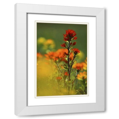 MI, Drummond Island, Red Indian paintbrush White Modern Wood Framed Art Print with Double Matting by Carlson, Mark