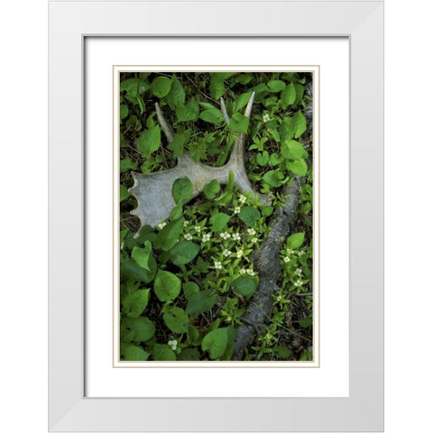 MI, Isle Royale NP, Moose antler in bunchberry White Modern Wood Framed Art Print with Double Matting by Carlson, Mark