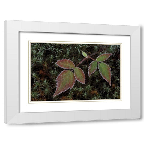 MI, Blackberry bramble leaves and hair cap moss White Modern Wood Framed Art Print with Double Matting by Carlson, Mark