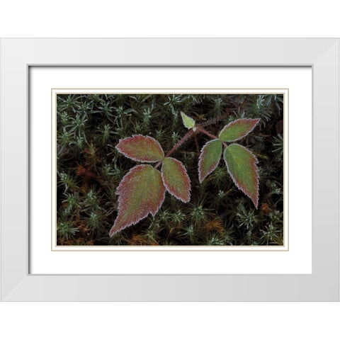 MI, Blackberry bramble leaves and hair cap moss White Modern Wood Framed Art Print with Double Matting by Carlson, Mark