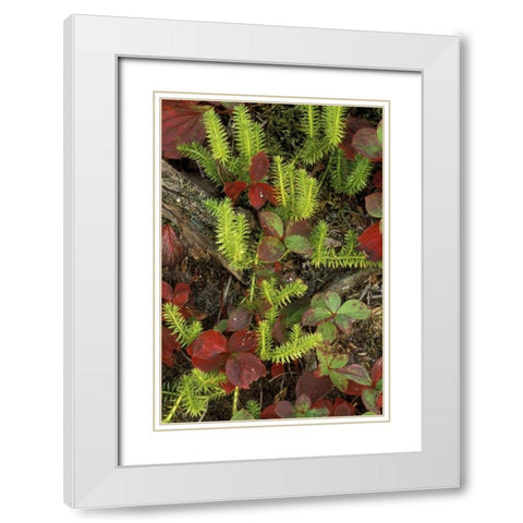 MI, Upper Peninsula, Club moss and bunchberry White Modern Wood Framed Art Print with Double Matting by Carlson, Mark