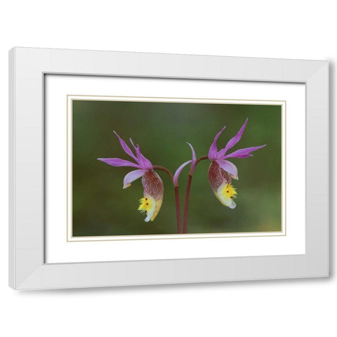 Michigan, Upper Peninsula, Calypso orchids White Modern Wood Framed Art Print with Double Matting by Carlson, Mark