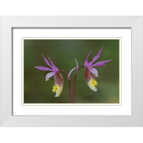 Michigan, Upper Peninsula, Calypso orchids White Modern Wood Framed Art Print with Double Matting by Carlson, Mark