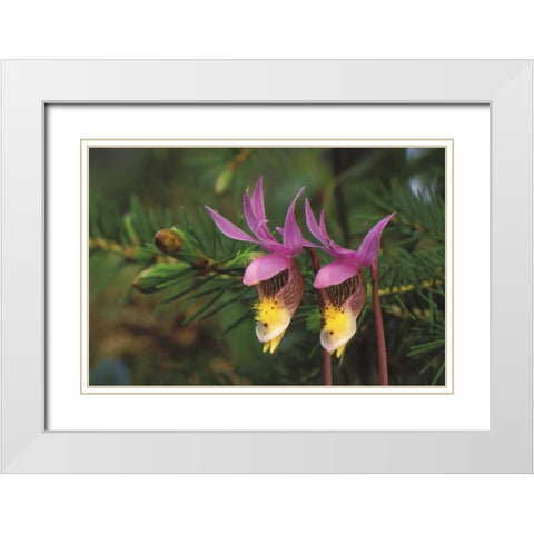 MI, Pair of calypso orchids by a balsam fir White Modern Wood Framed Art Print with Double Matting by Carlson, Mark