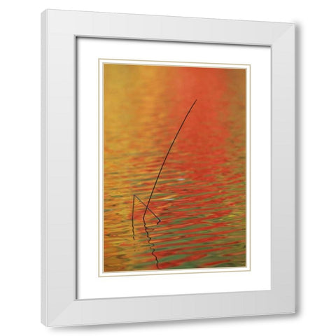 MI, Upper Peninsula, Two lake reeds in autumn White Modern Wood Framed Art Print with Double Matting by Carlson, Mark