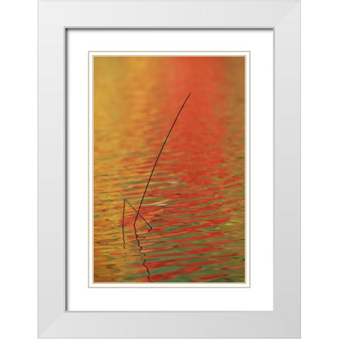 MI, Upper Peninsula, Two lake reeds in autumn White Modern Wood Framed Art Print with Double Matting by Carlson, Mark