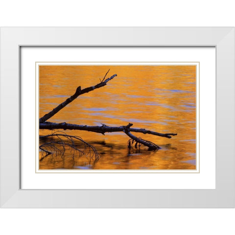 MI, Fallen birch snag in fall reflected in lake White Modern Wood Framed Art Print with Double Matting by Carlson, Mark