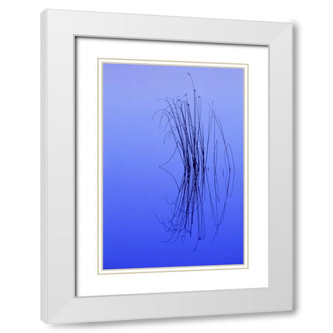 MI, Cluster of soft rushes reflects in a lake White Modern Wood Framed Art Print with Double Matting by Carlson, Mark
