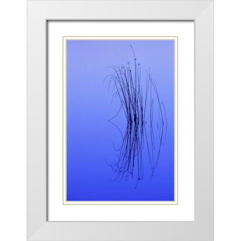 MI, Cluster of soft rushes reflects in a lake White Modern Wood Framed Art Print with Double Matting by Carlson, Mark