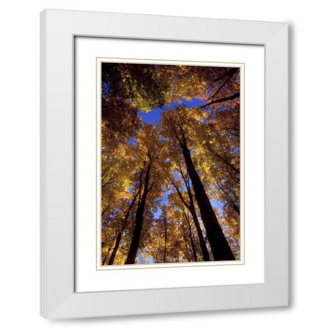 MI, Looking up at blue sky through sugar maples White Modern Wood Framed Art Print with Double Matting by Carlson, Mark